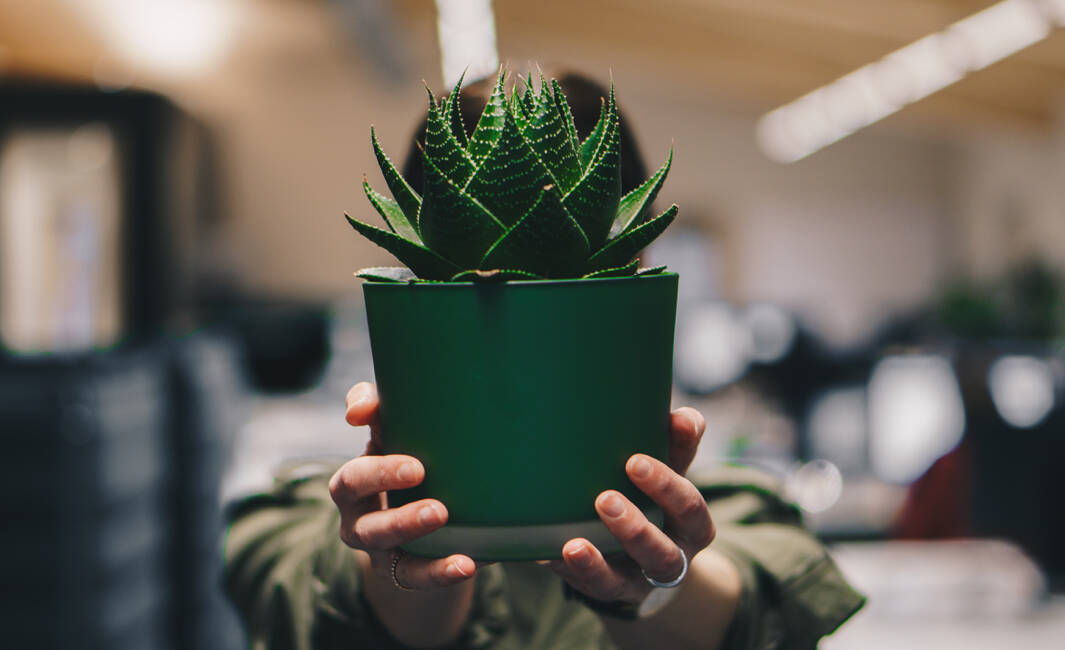 So schaffen Sie Content-Klassiker, die lange Zeit relevant bleiben.  Evergreen Content