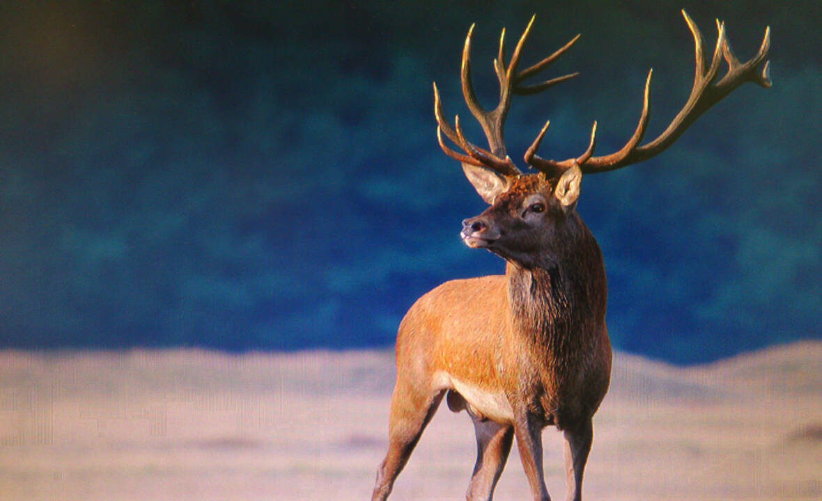 platzhirsch platzhirsch