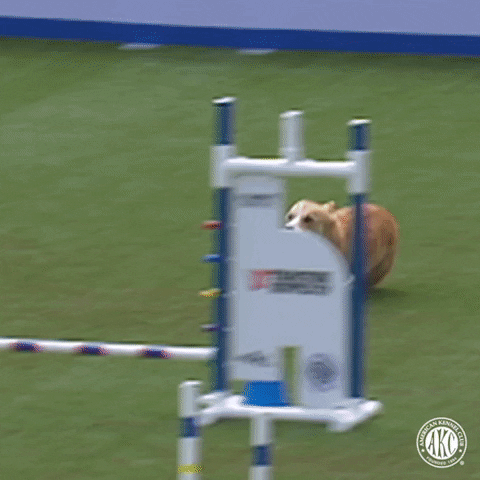 Quelle: giphy.com Führen durch einen Agility Parkour